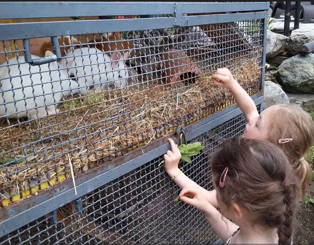 Minizoo mit Hasen, Meerschweinchen und Hühnern